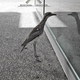 Image: Facebook/The Bush Stone Curlew of QUT Kelvin Grove